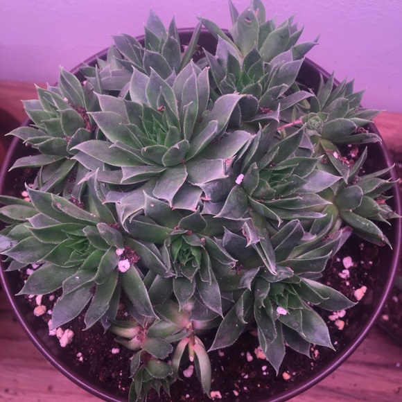 Meet your Posher, Trevor - Picture 1 of 6